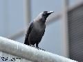 House Crow  미등...